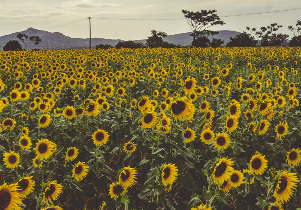Natural Sunflower Oil Manufacturer in Maharashtra, India